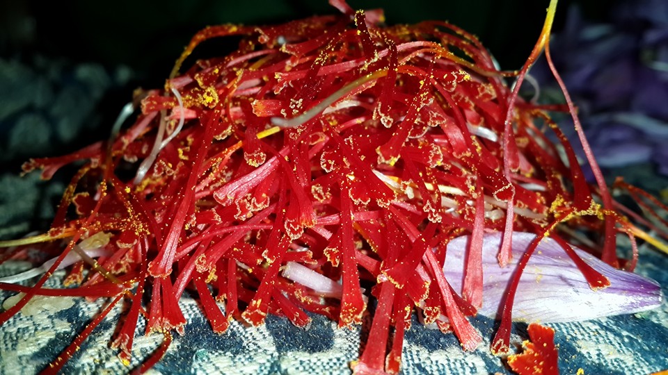saffron dry kashmir