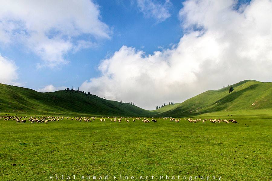 Tosa maidan sheep meadows