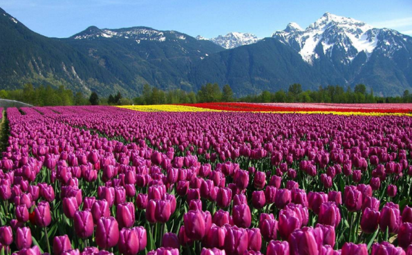 tulip purple kashmir